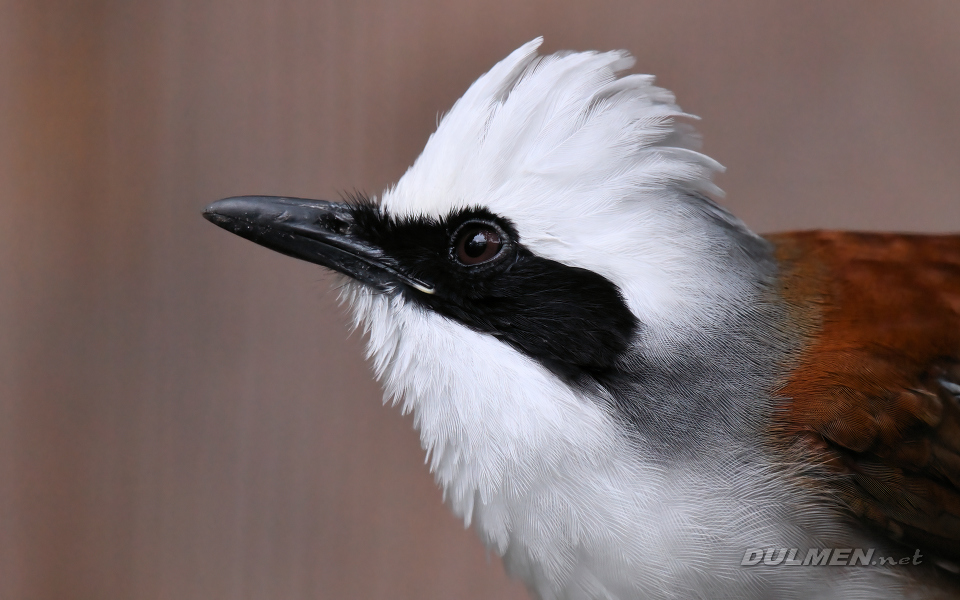 White-crested laughingthrush (Garrulax leucolophus)